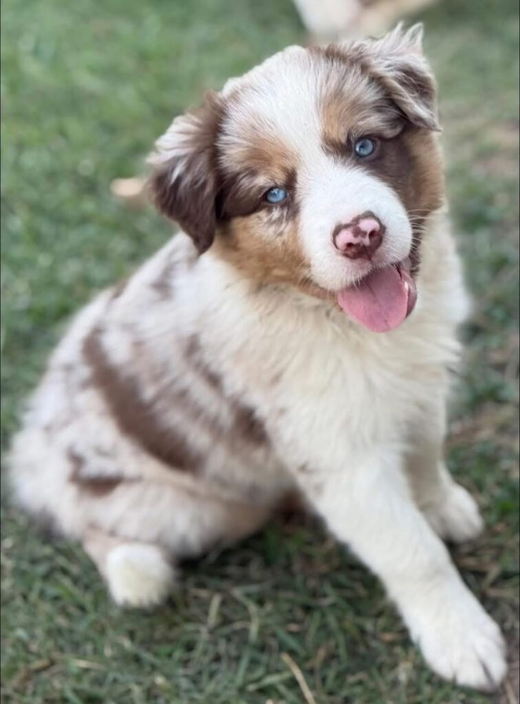 Malibu